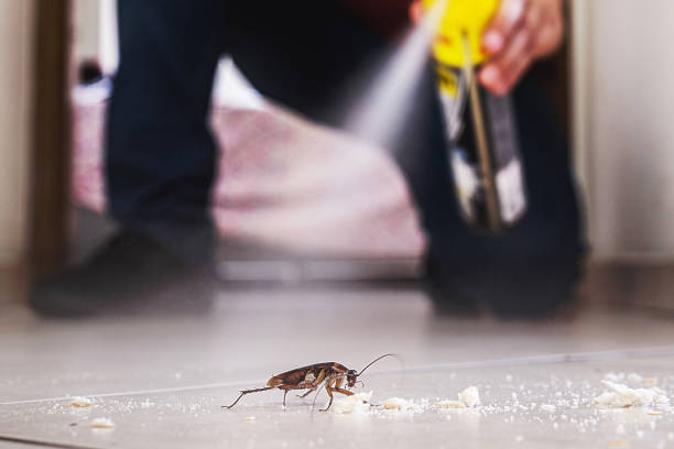 Reliable Lake Ridge, VA Pest Control Solutions